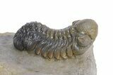 Multi-Toned Austerops Trilobite - Ofaten, Morocco #359603-2